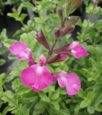 Little-Leaf Sage Heatwave™ Sparkle